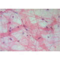 ウイルスとは？