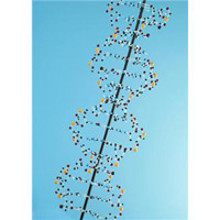 B型肝炎ウイルス（HBV）のジェノタイプ